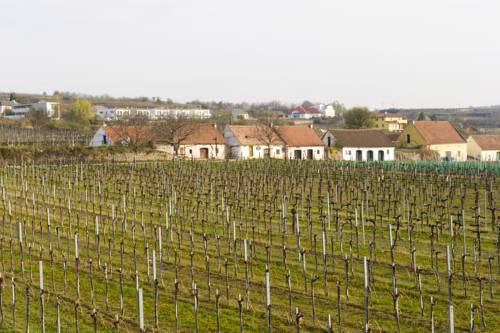 WEINGUT HUTTER — фото 2